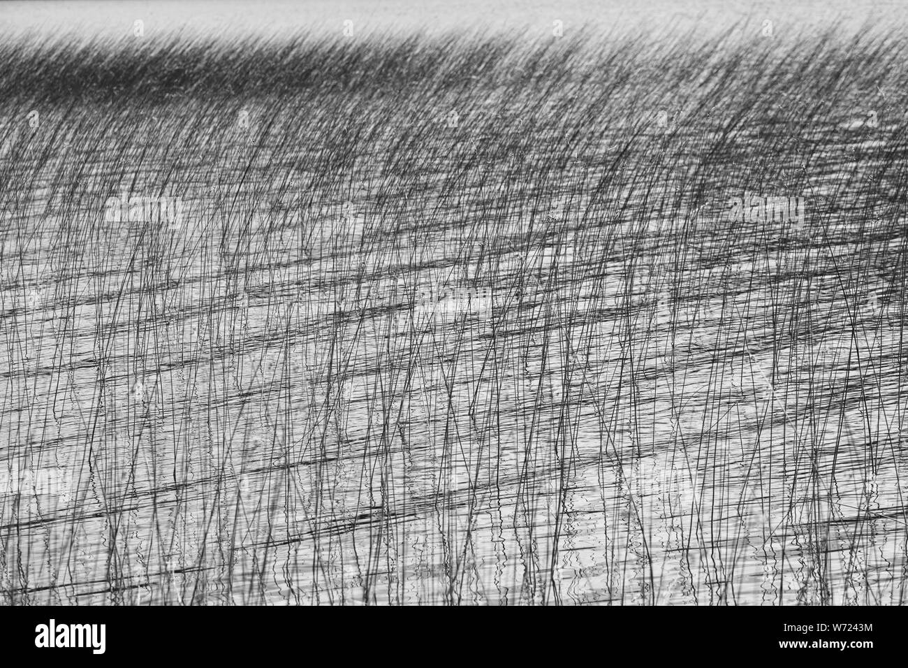 Gras - wie Schilf und Riedgras in einem See in Schweden Stockfoto