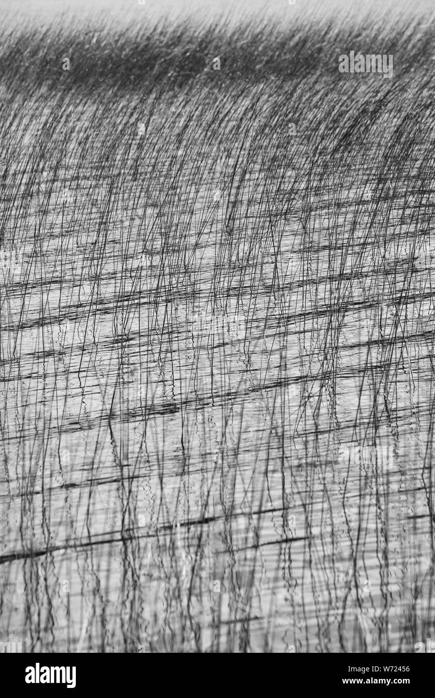 Gras - wie Schilf und Riedgras in einem See in Schweden Stockfoto