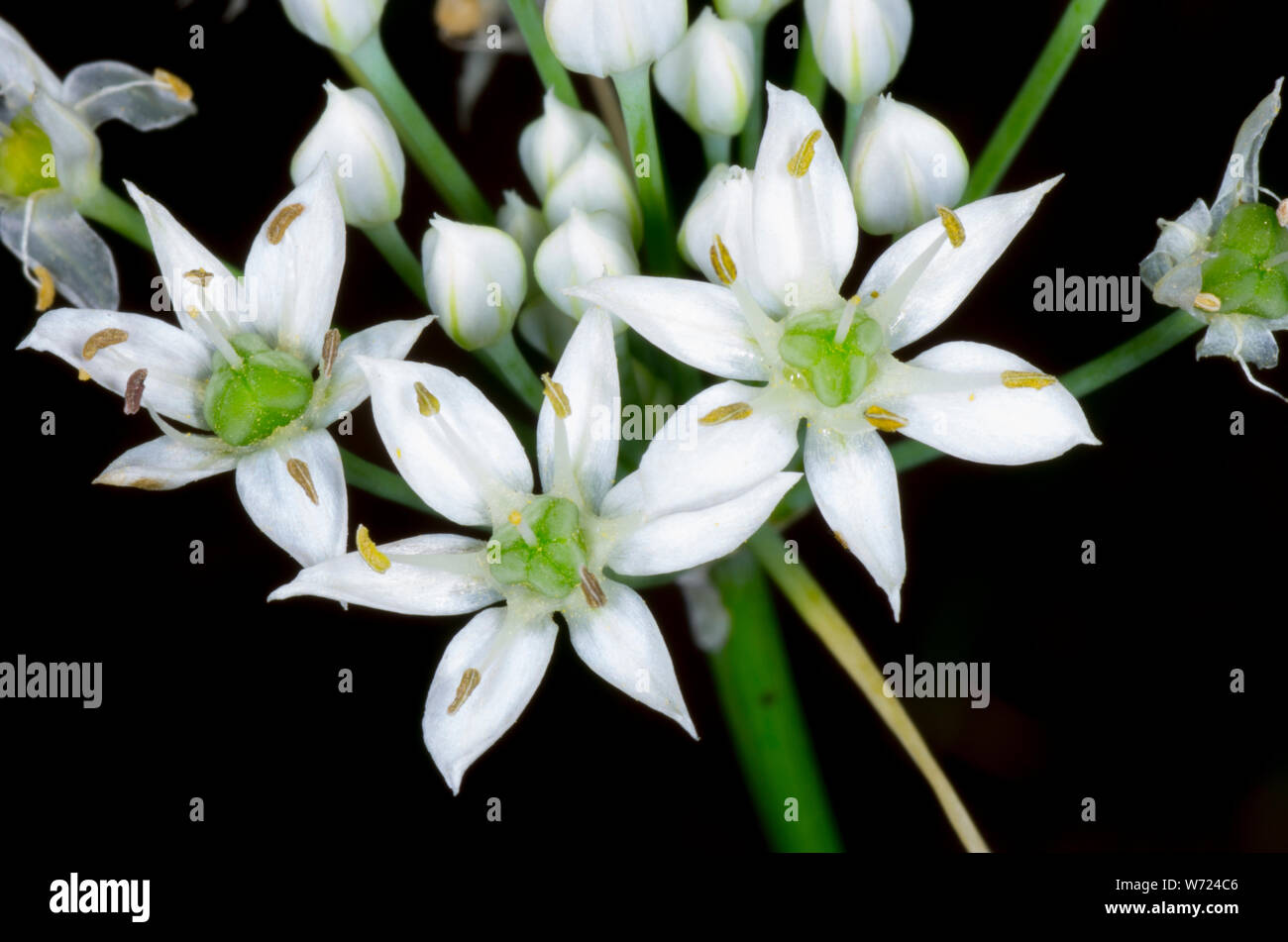 Blüte von weißen Blumen Stockfoto