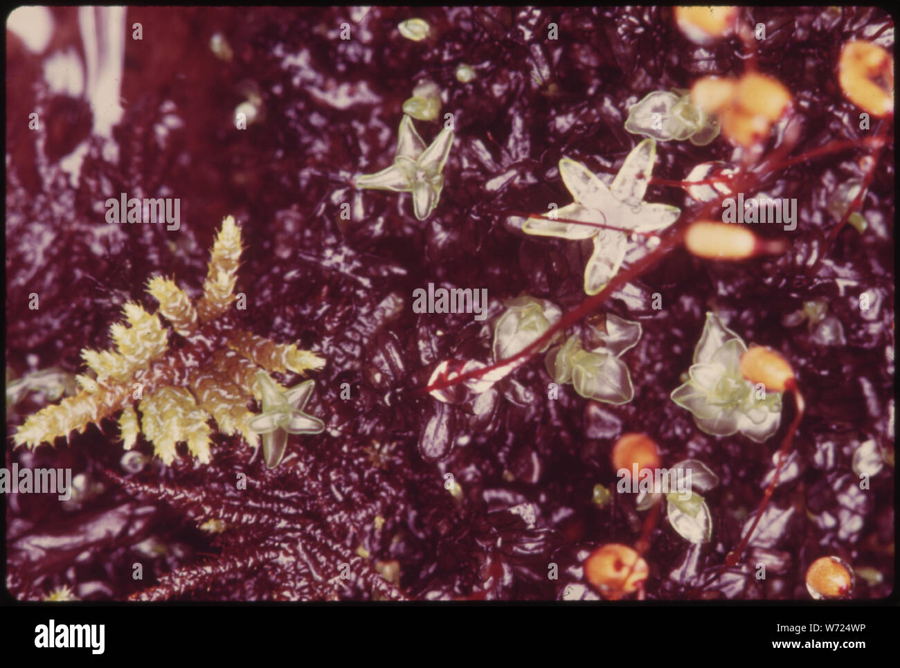 DETAIL DER nassen Boden MOOS ABDECKUNG IN EINER DOUGLAS FIR Wald im Olympic National Park, Washington Stockfoto
