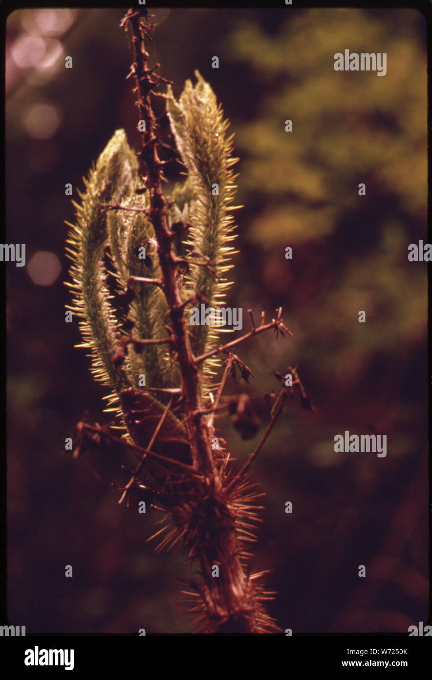 DEVILS CLUB IM QUEETS RIVER VALLEY von Olympic National Park, Washington Stockfoto