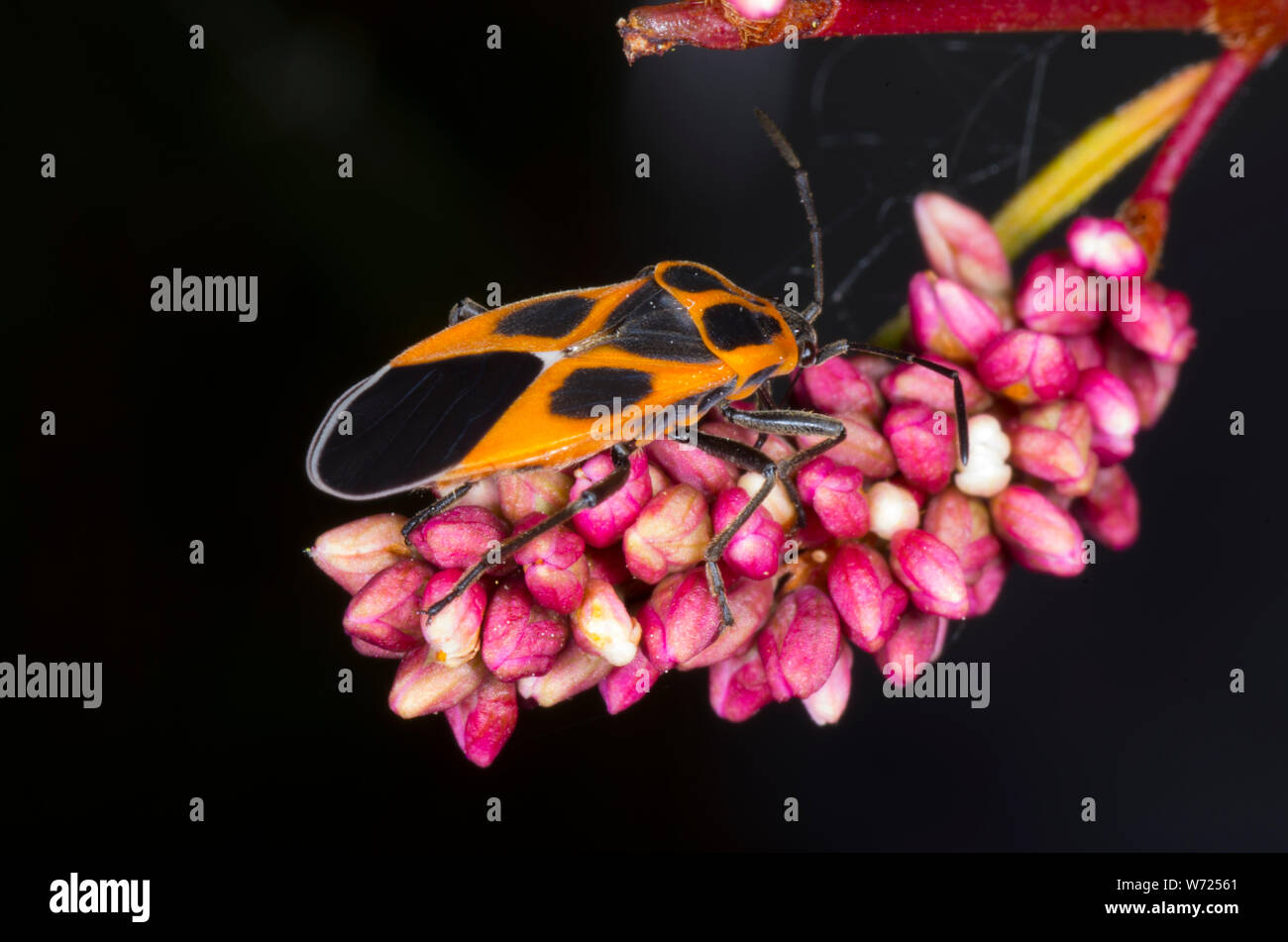 Wahre Bug auf rosa Wasser Pfeffer Blume Stockfoto