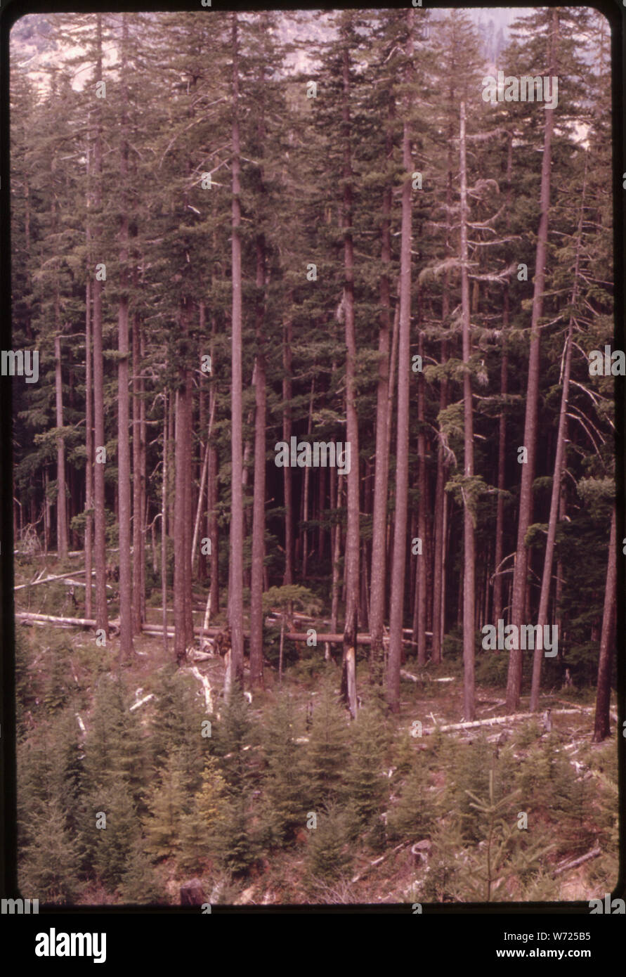 DOUGLAS FIR BÄUME 20 BIS 40 JAHRE IN DEN VORDERGRUND UND REIFE DOUGLASIEN HINTER IHNEN IN OLYMPIC NATIONAL TIMBERLAND WASHINGTON ALT. In der Nähe des Olympic National Park Stockfoto