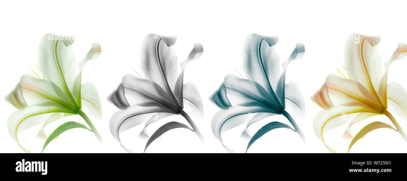 Hohe Auflösung floral Panoramablick fotografische Montage der Lilie Blume. Jedes Bild hat individuell farblich abgestuft. Stockfoto
