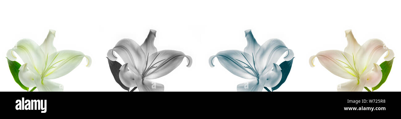Hohe Auflösung floral Panoramablick fotografische Montage der Lilie Blume. Jedes Bild hat individuell farblich abgestuft. Stockfoto