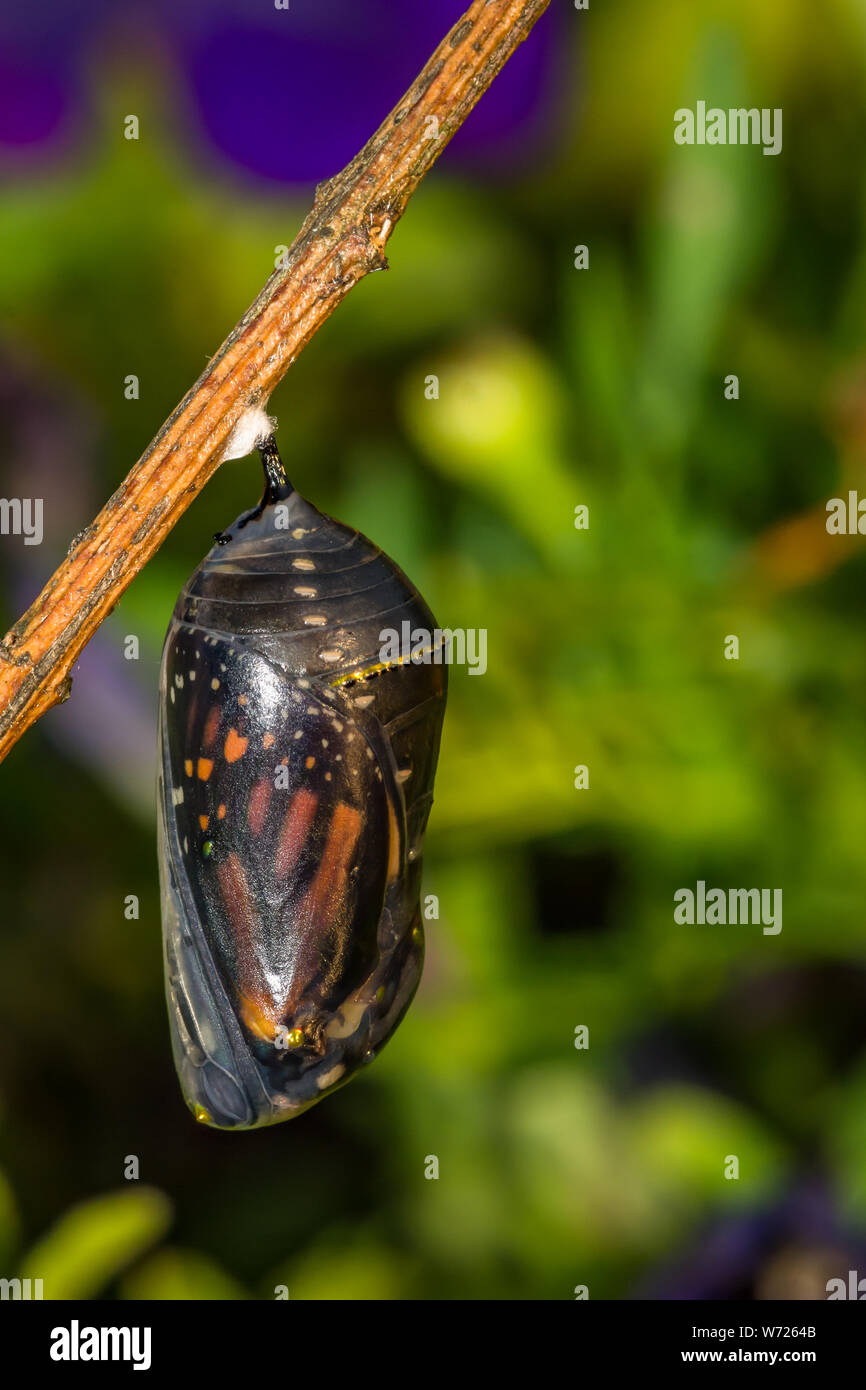 Monarch Butterfly Chrysalis (danaus Plexippus) Stockfoto