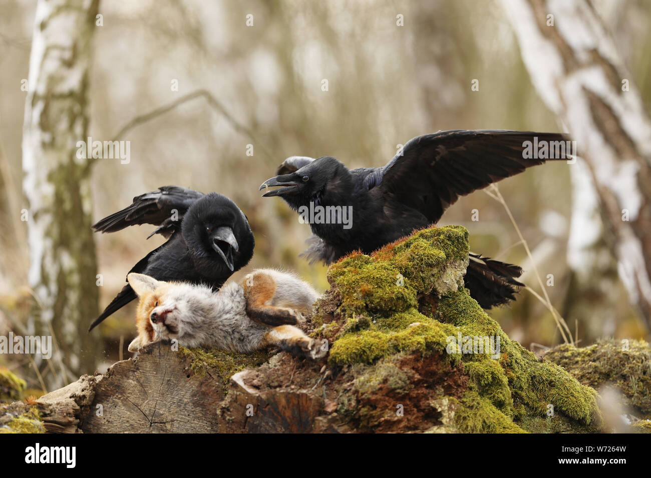 Paar Raben Kampf um die Beute zwischen Birken - Corvus Corax. Stockfoto