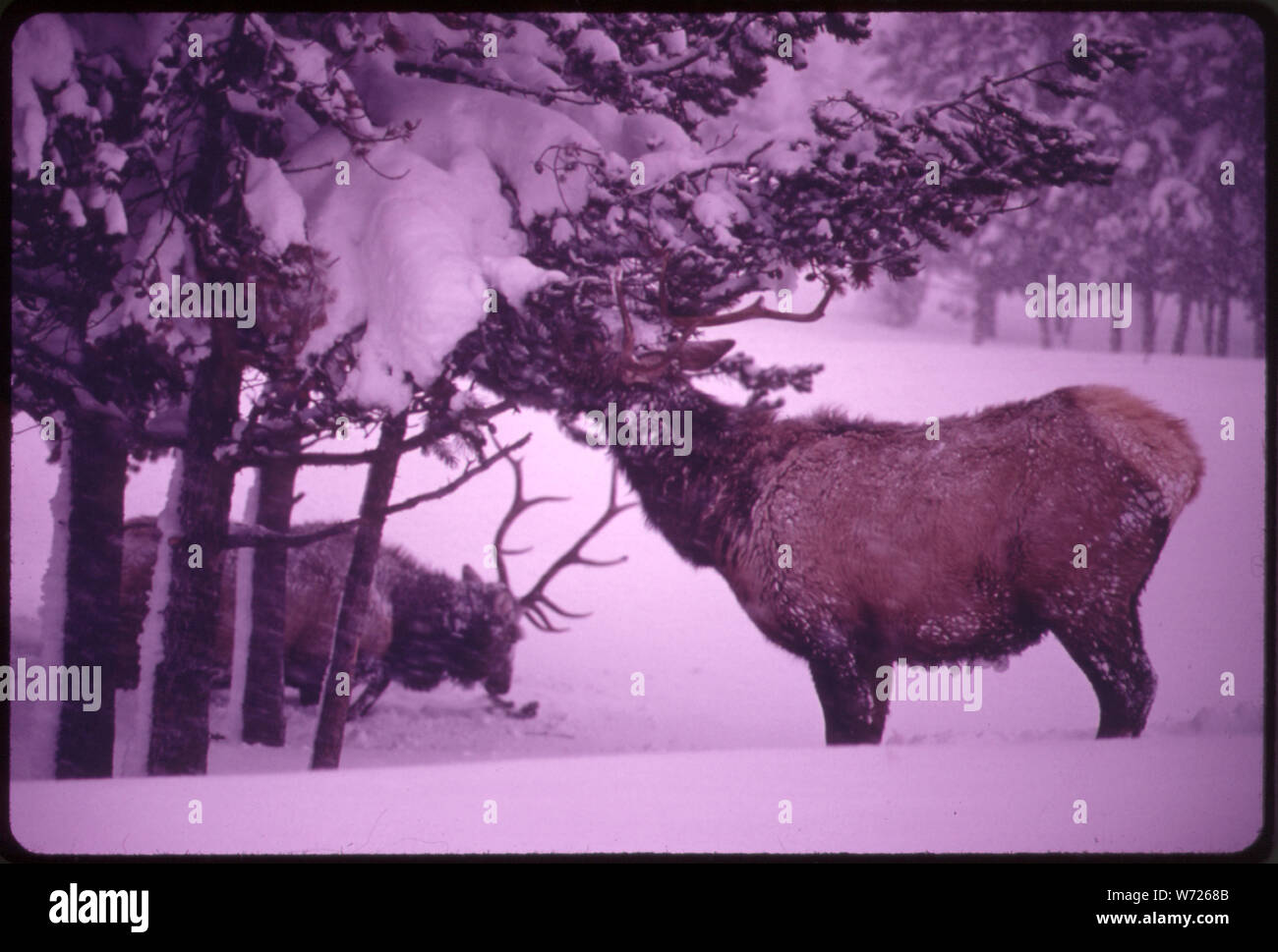 ELK ESSEN EPIPHYSEN AUF EINEM MIT PINIEN IN ISH FLÜSSE Land im pazifischen Nordwesten. In der Nähe von Seattle Stockfoto