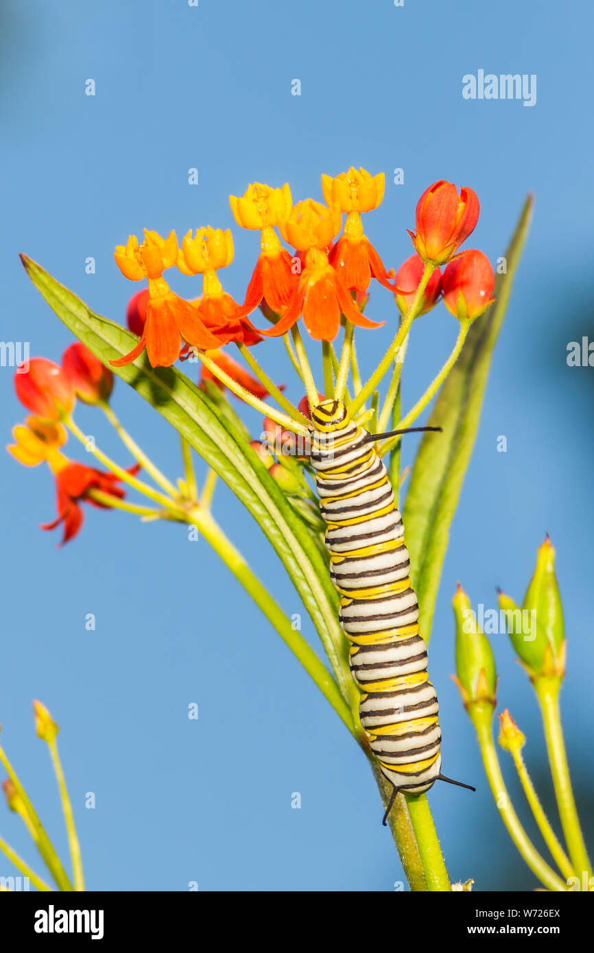 Caterpillar Monarch (danaus Plexippus) Stockfoto