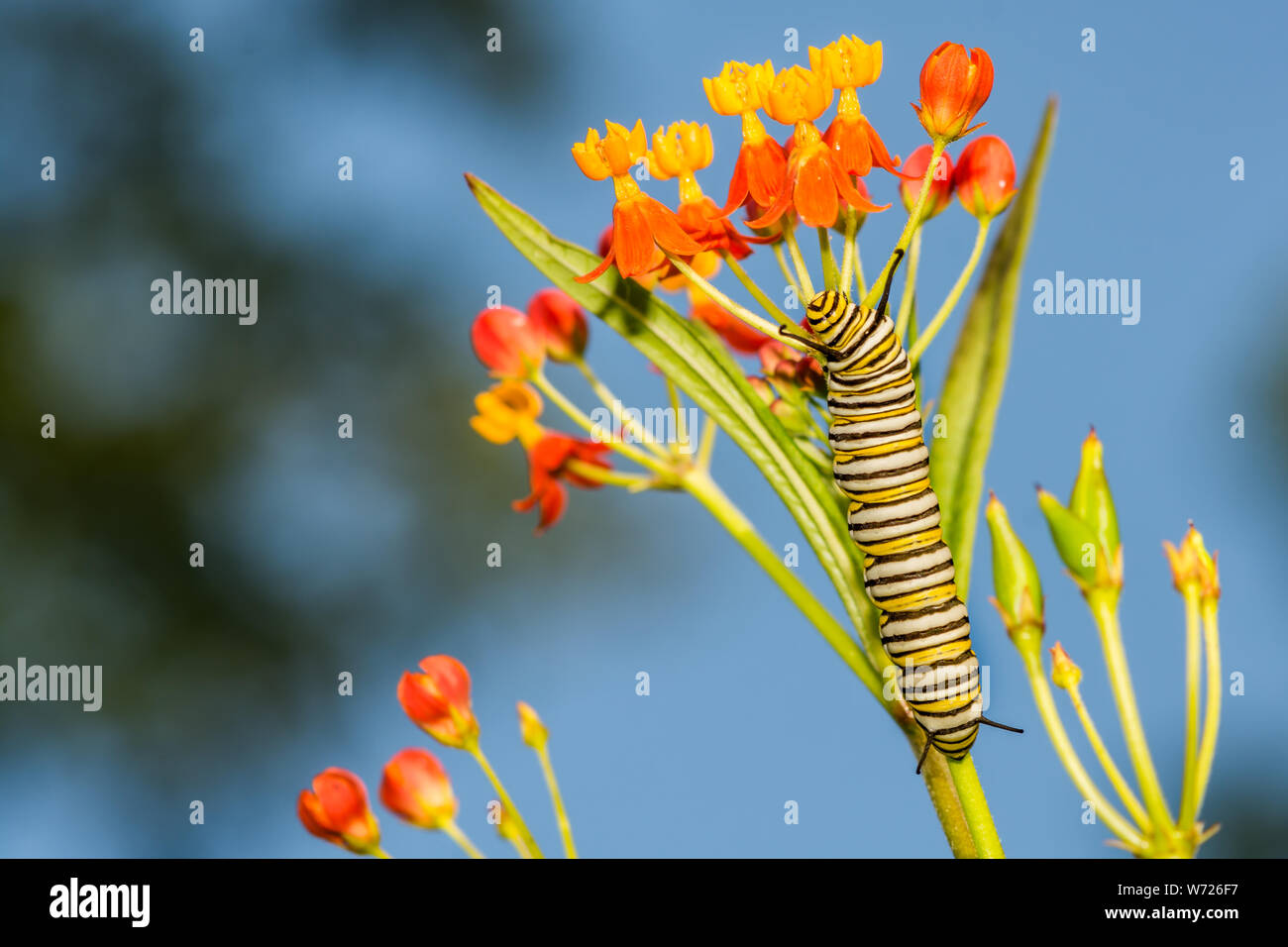 Caterpillar Monarch (danaus Plexippus) Stockfoto
