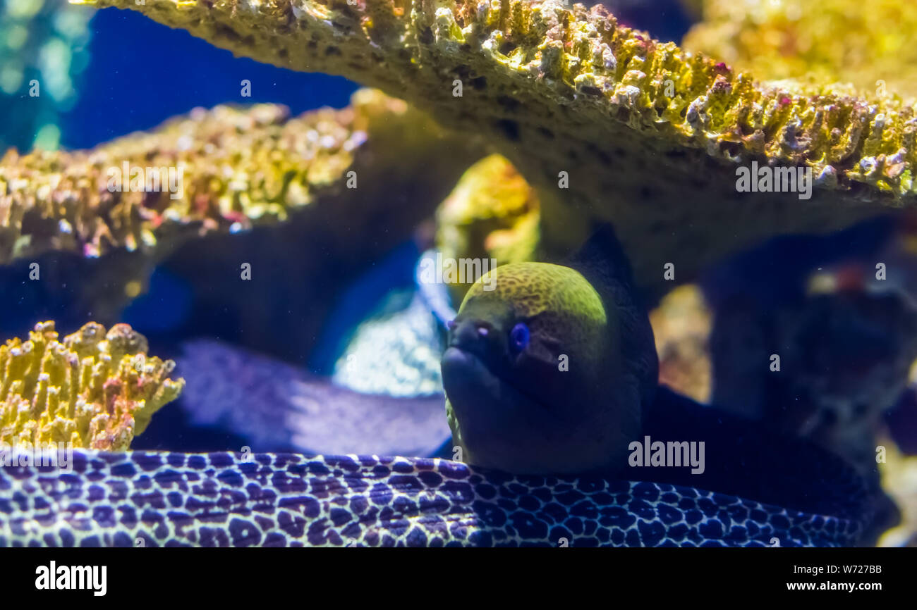 Mediterrane Muränen in Nahaufnahme, populäre Aquarium pet, tropische Fische specie Stockfoto