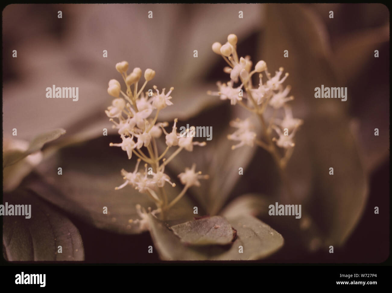 Falsche MAIGLÖCKCHEN (UNIFOLIUM CANADENSIS), IN DER ADIRONDACK FOREST PRESERVE Stockfoto