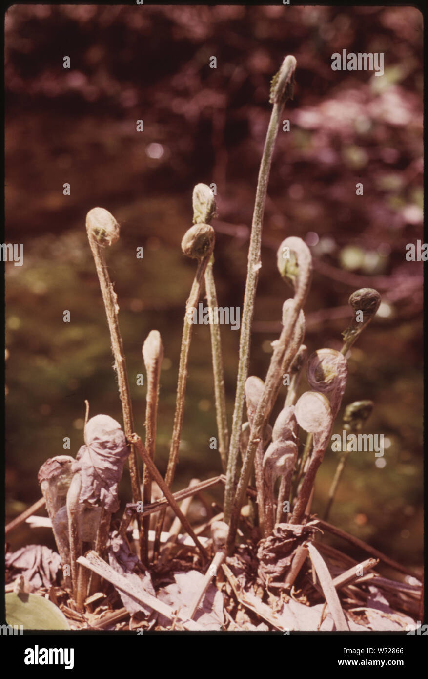 FIDDLEHEADS von Farnen, IN DER ADIRONDACK FOREST PRESERVE Stockfoto