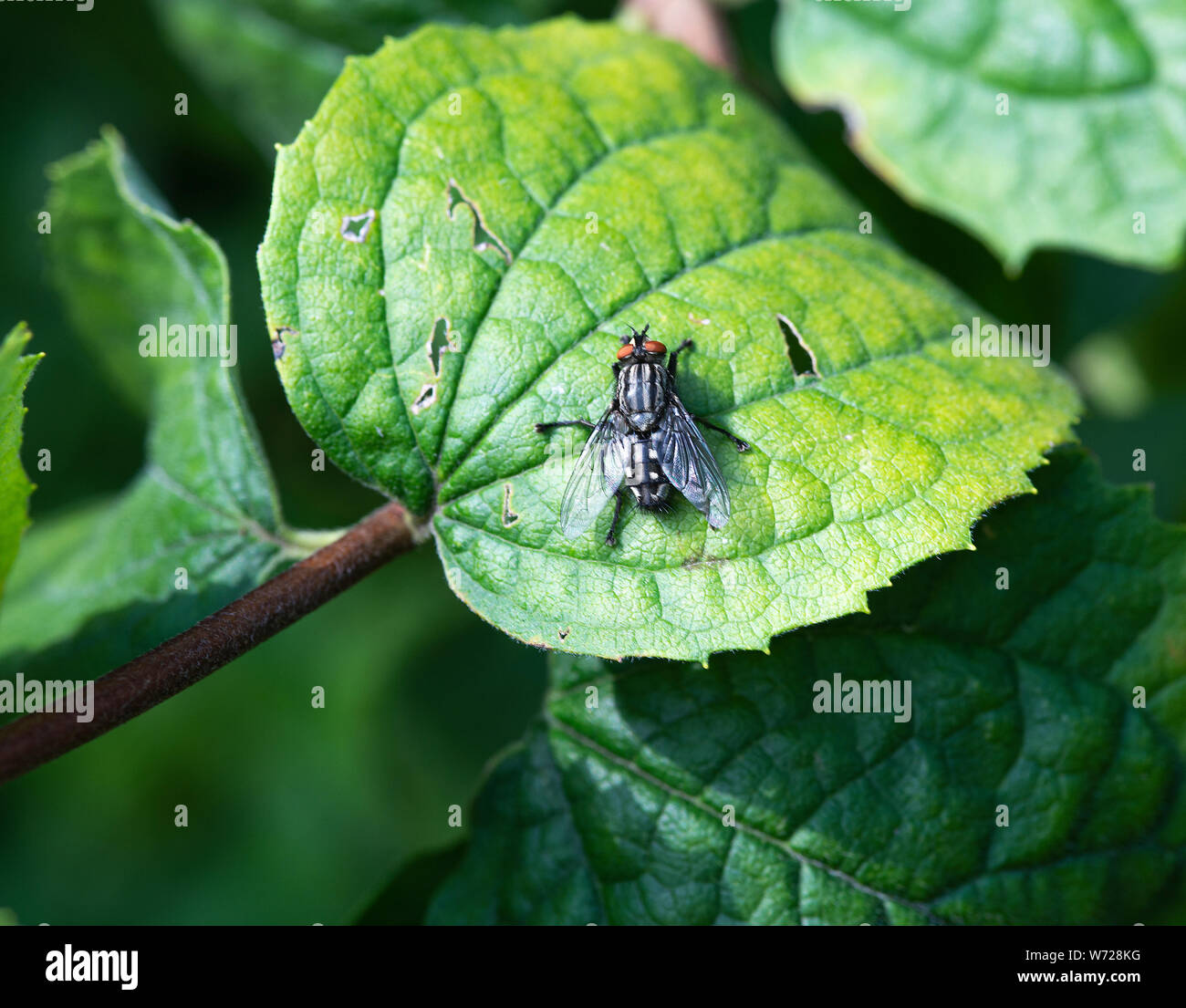 Eine Horse-Fly genießen Sonne auf ein Blatt in einem Garten in Alsager Cheshire England Vereinigtes Königreich Großbritannien Stockfoto