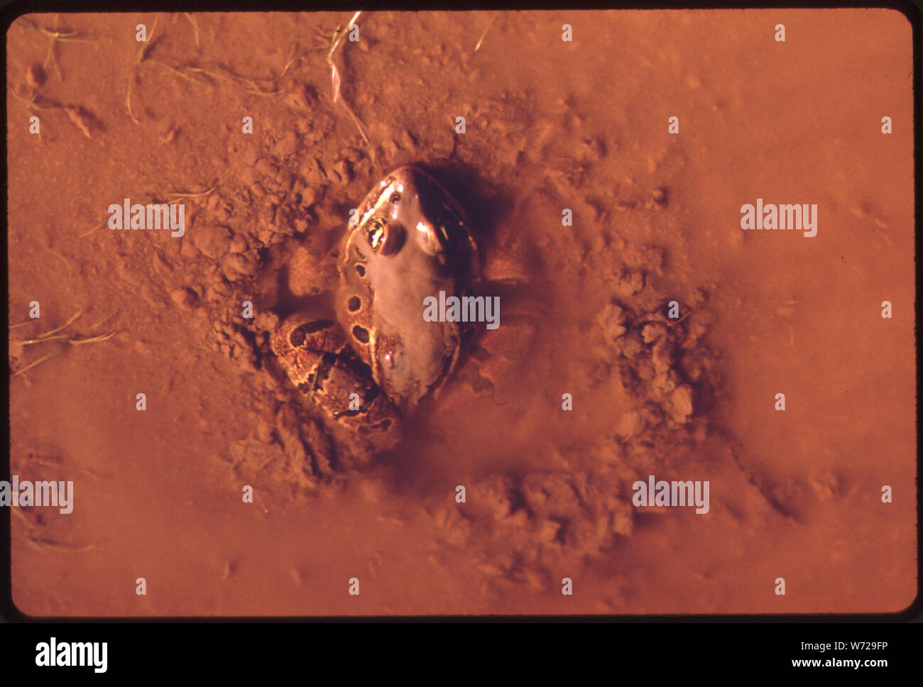 Frosch in einem VERSCHLAMMTE STREAM - eine, die mit MUTTERBODEN, WURDE ERODIERT NACH UNTEN HÄNGEN UND IN DIE GEWÄSSER, IN OLYMPIC NATIONAL TIMBERLAND, Washington durchsetzt ist. In der Nähe des Olympic National Park Stockfoto