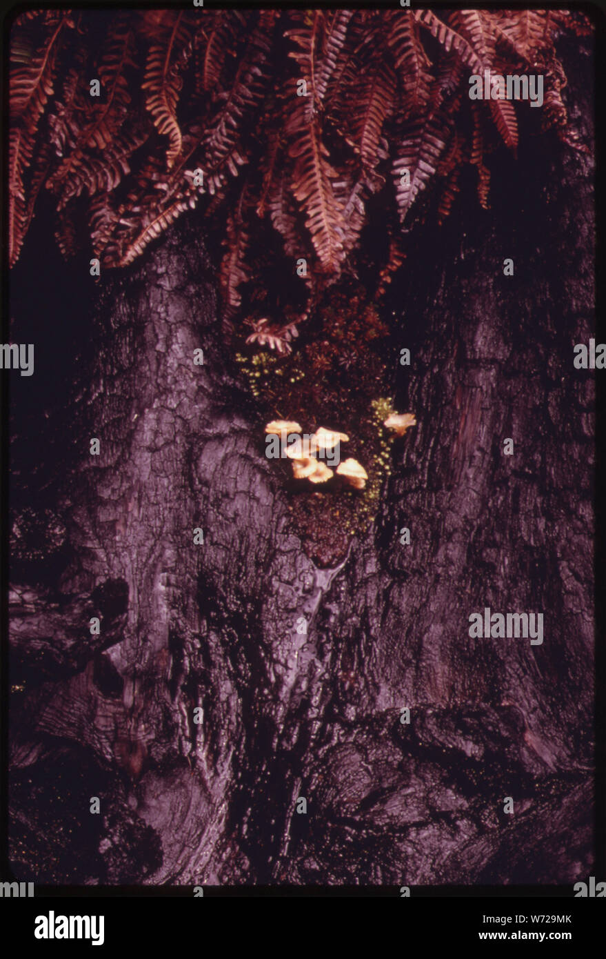 Pilz auf einem Baumstumpf VERBRANNT MIT SCHRÄGSTRICH IN EINEM FÜNF JAHRE ALTEN KLARE IN OLYMPIC NATIONAL TIMBERLAND WASHINGTON wächst. In der Nähe des Olympic National Park Stockfoto