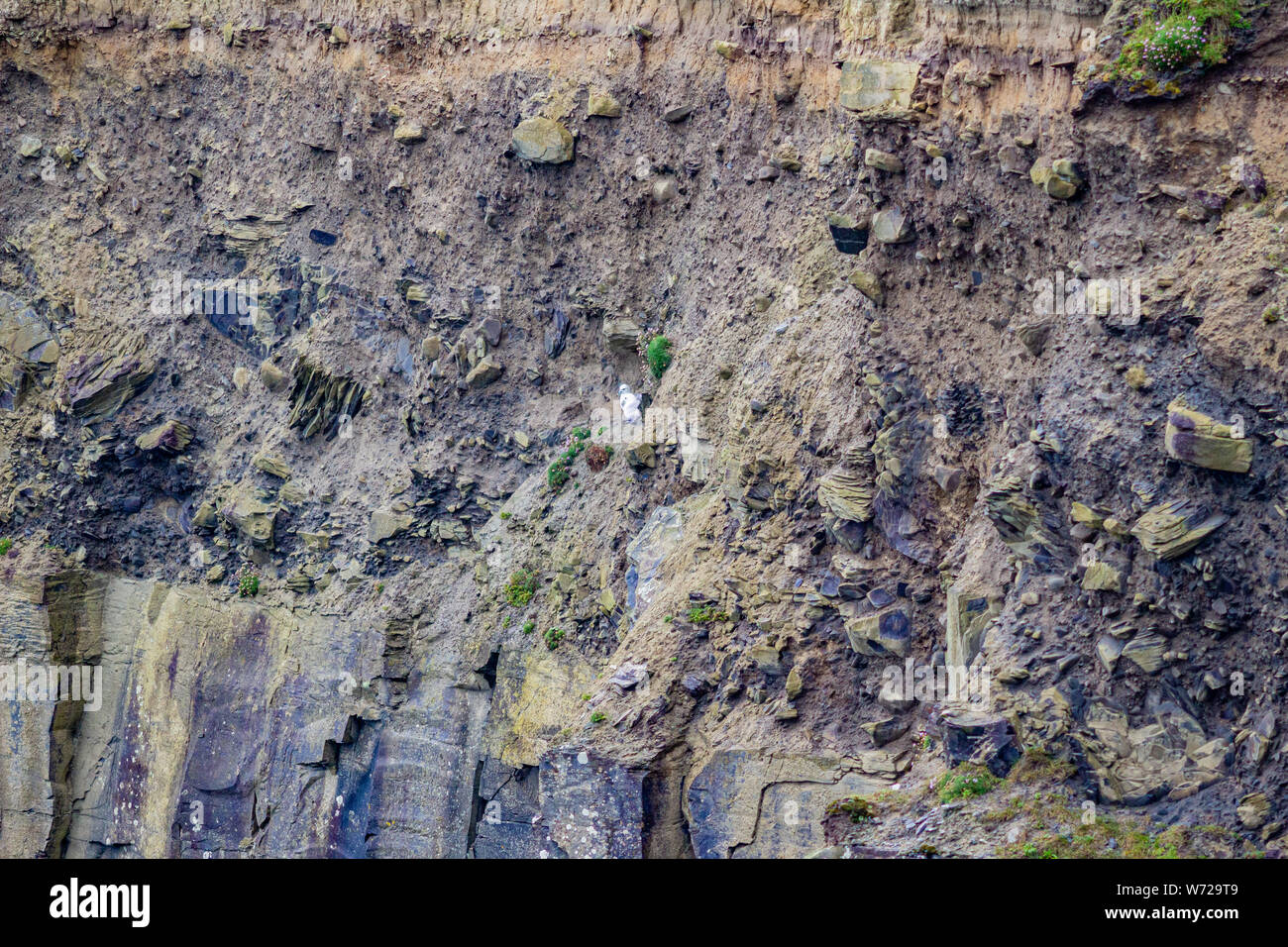 Die senkrechte Wand von einer Klippe an der Küste zu Fuß auf dem Weg von Doolin in die Klippen von Moher, die wilden Atlantik Weg, Frühling in der Grafschaft Clare in Irland Stockfoto