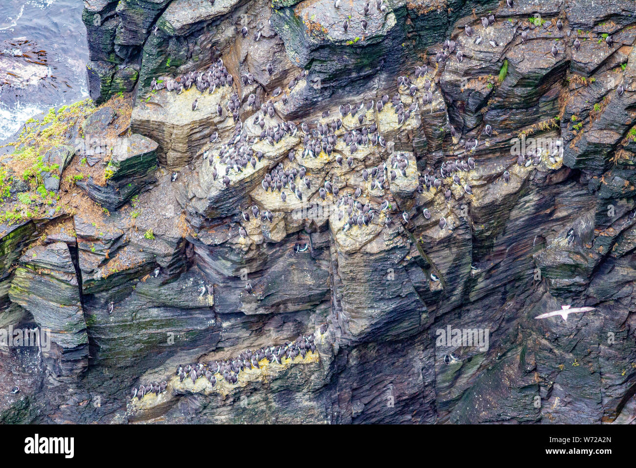 Kolonie der gemeinsamen Guillemot oder Common Murre Vögel auf den Klippen entlang der Küste zu Fuß auf dem Weg von Doolin in die Klippen von Moher, die wilden Atlantik Weg Stockfoto