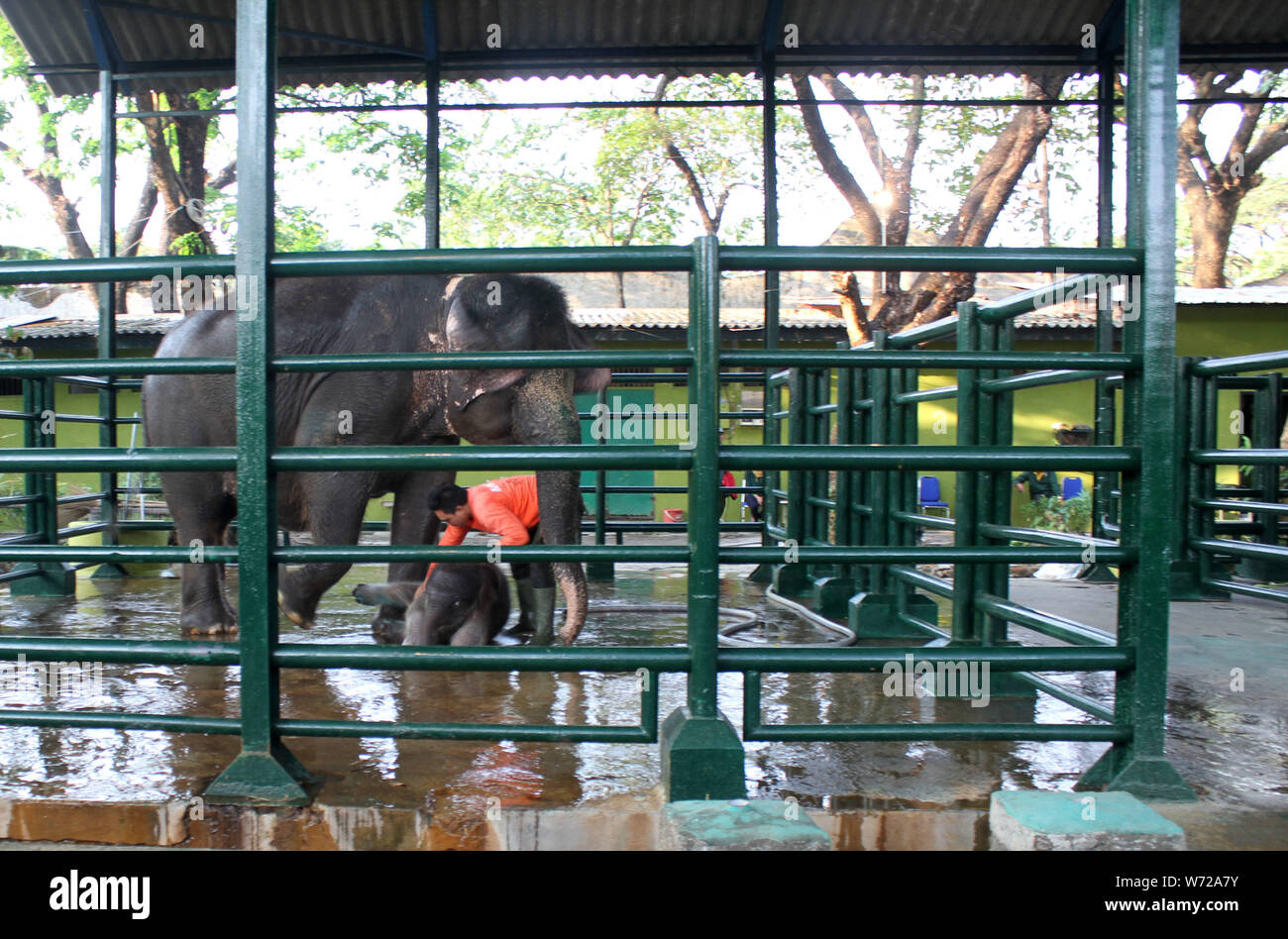 Surabaya, Indonesien. 4 Aug, 2019. Ein mahout badet Dumbo, ein 13 Tage altes Baby Sumatra Elefanten, die immer noch bei seiner Mutter bleiben, am Zoopark Surabaya in Surabaya, Indonesien, Aug 4, 2019. Credit: Kurniawan/Xinhua Stockfoto