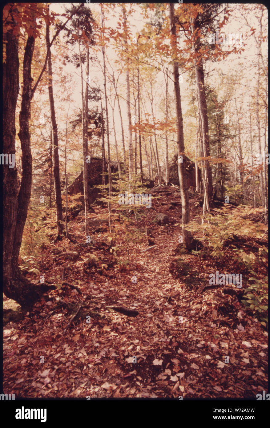 Granitblöcke und Wald in der Nähe der Wildwasserbahn, EIN NATÜRLICHES 800-Fuß lange Schlucht GEBILDET VOR DER EISZEIT, IN DER Franconia Notch State Park, südlich von Franken, NEW HAMPSHIRE. Andere ATTRAKTIONEN IN DER STATE PARK gehören eine STRASSENBAHNLINIE, die Passagiere NACH OBEN trägt der 4.200-Fuß-Cannon Mountain, UND DER ALTE MANN AUF DIE BERGE, ein 40-Fuß-PROFIL VON NATHANIEL HAWTHORNE DAS GEBIET IST TEIL DER White Mountain National Forest Stockfoto