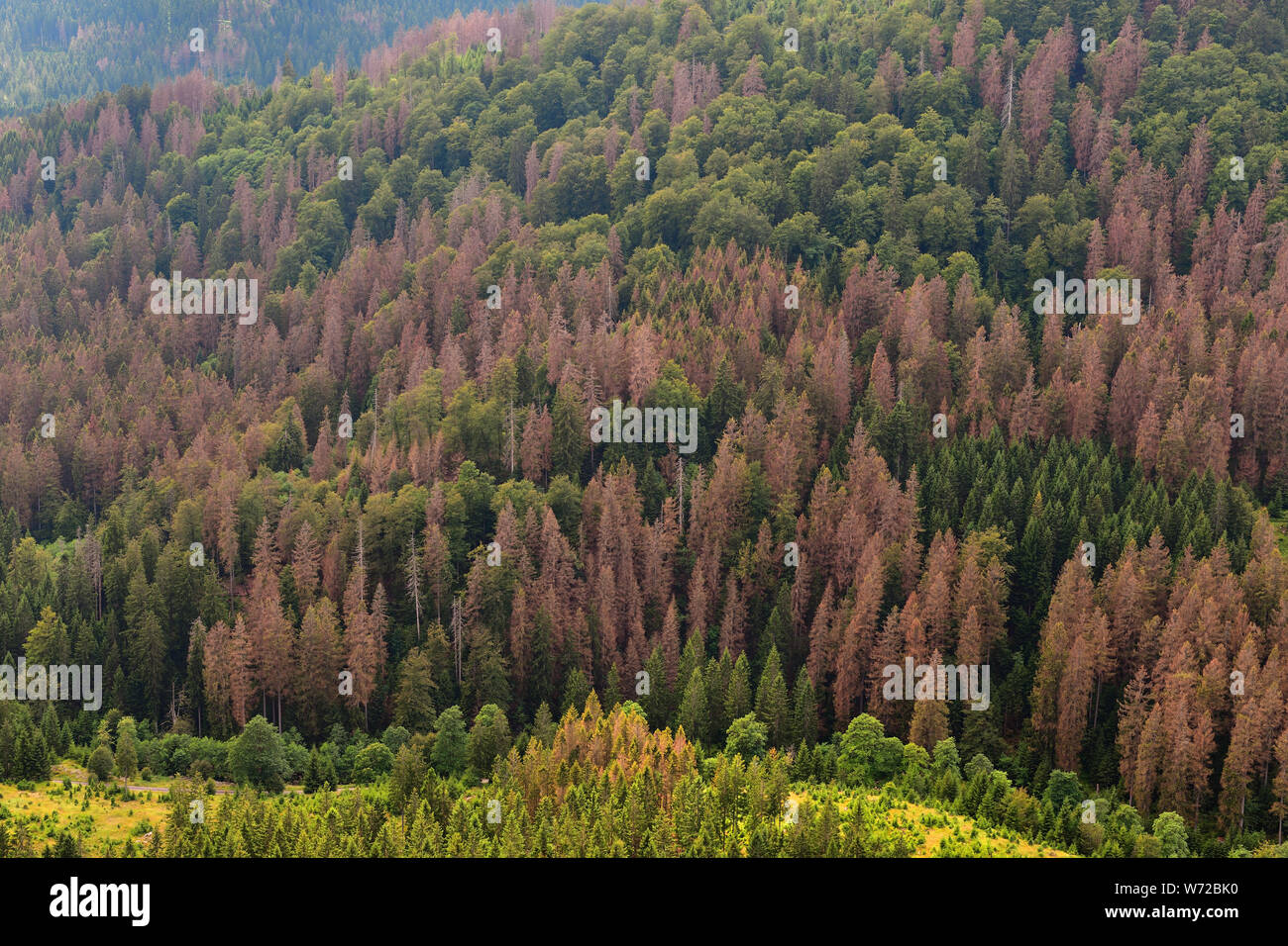 Das Waldsterben in Deutschland, in Europa. Sterbende Bäume im Nationalpark Harz, Niedersachsen Fichte. Trockenheit und Borkenkäfer Plage, Sommer 2019. Stockfoto