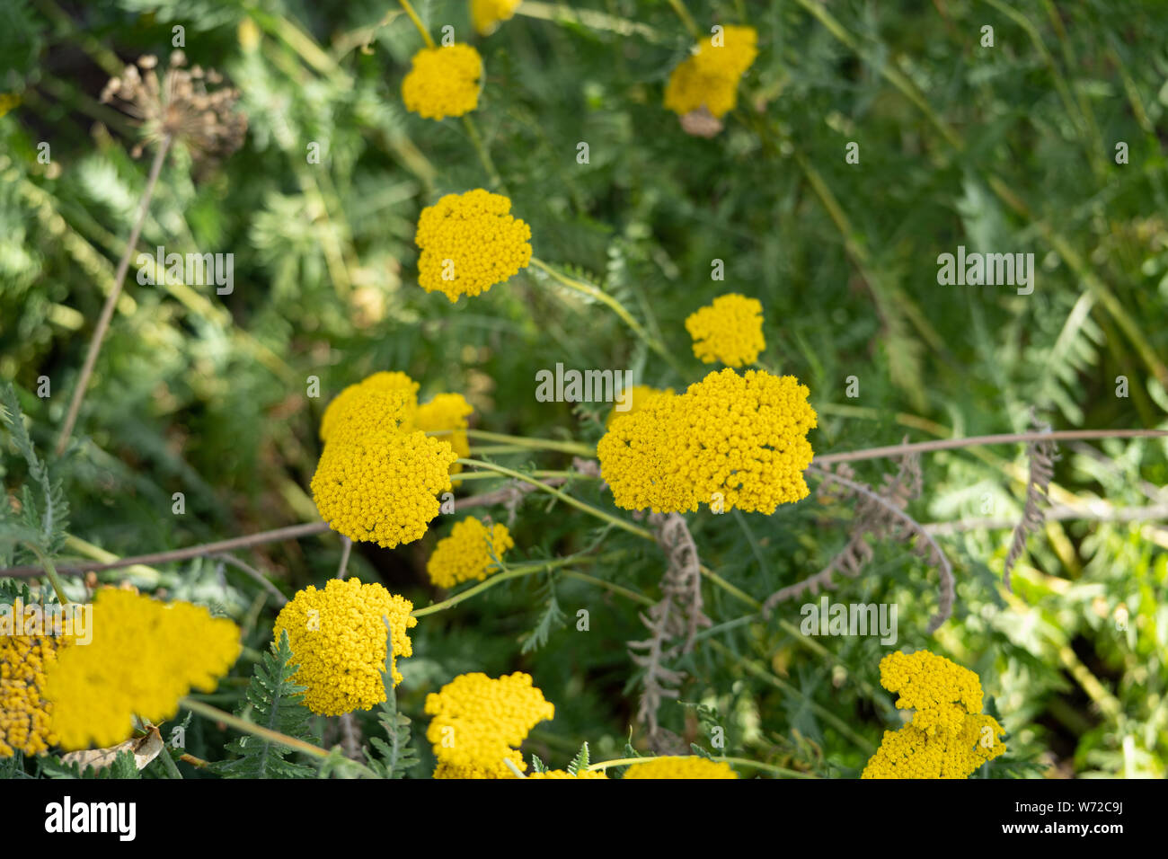 Gelbe Schafgarbe (Achillea filipendulina) Kraut Stockfoto