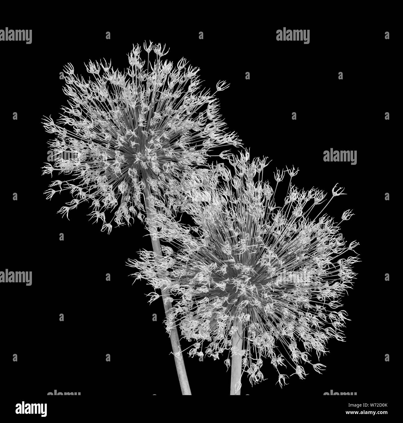 Getrocknete verblasst monochrome Allium giganteum blossom Paar maco auf schwarzem Hintergrund, bildende Kunst Stillleben close-up von isolierten weißen Blüten Stockfoto