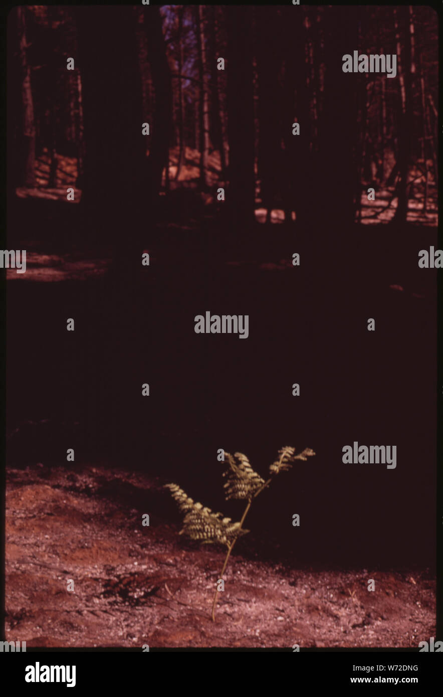 Im August 1973 EIN GROSSER WALDBRAND fegte durch 17,470 Hektar IM WESTEN DER SIERRA NEVADA IN DER NÄHE VON SONORA DREISSIG TAGE NACH DEM FEUER, IN DEM ABSCHNITT DER BRENNEN, bekannt als Granite Creek, einem BRACKEN FERN hat gekeimt und GEWACHSEN BIS ZU EINER HÖHE VON fast zwei Metern. Die NATUR IST BEREITS MIT DEM WIEDERAUFBAU WALD Stockfoto