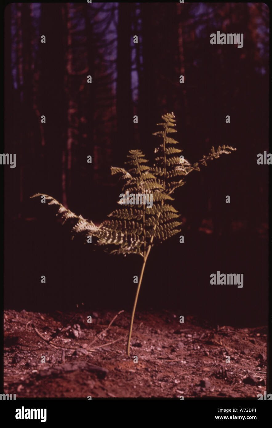 Im August 1973 EIN GROSSER WALDBRAND fegte durch 17,470 Hektar IM WESTEN DER SIERRA NEVADA IN DER NÄHE VON SONORA DREISSIG TAGE NACH DEM FEUER, IN DEM ABSCHNITT DER BRENNEN, bekannt als Granite Creek, einem BRACKEN FERN hat gekeimt und GEWACHSEN BIS ZU EINER HÖHE VON fast zwei Metern. Die NATUR IST BEREITS MIT DEM WIEDERAUFBAU WALD Stockfoto