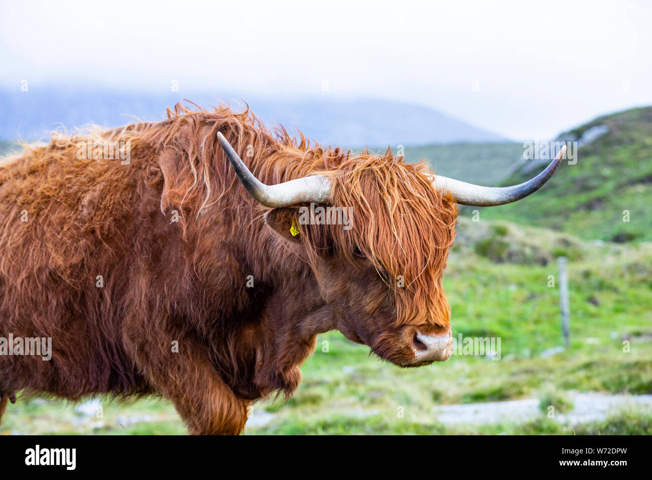 Kopf eines Highland Cattle in Schottland Stockfoto