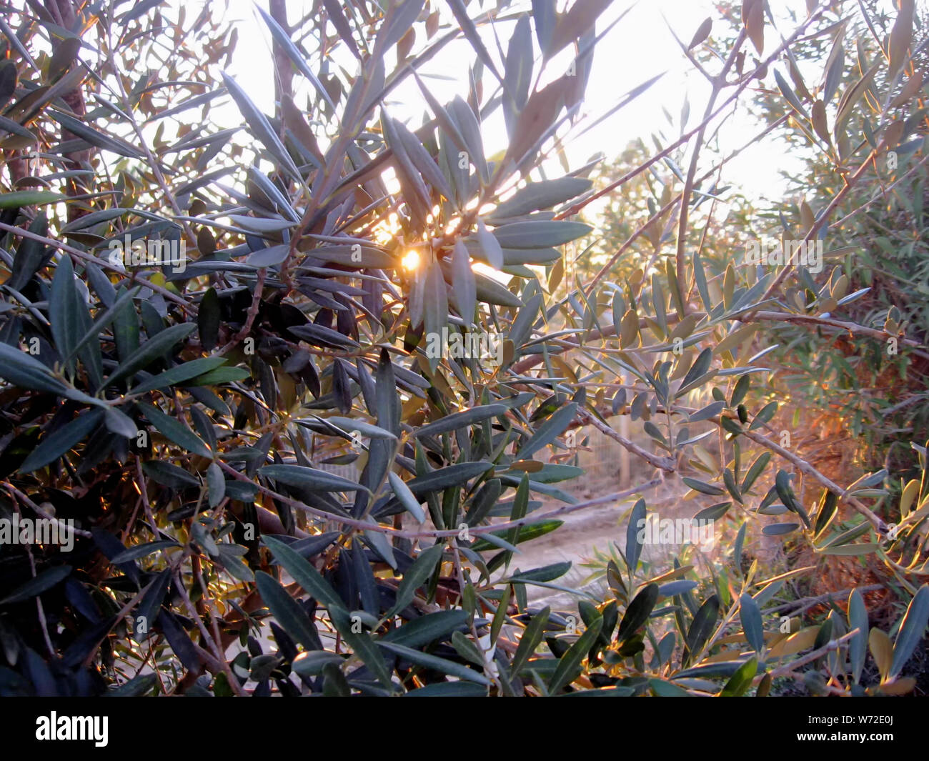 Die Strahlen der untergehenden Sonne sieben durch Blätter von einem Ölbaum in Ramat Rachel in Israel. Stockfoto