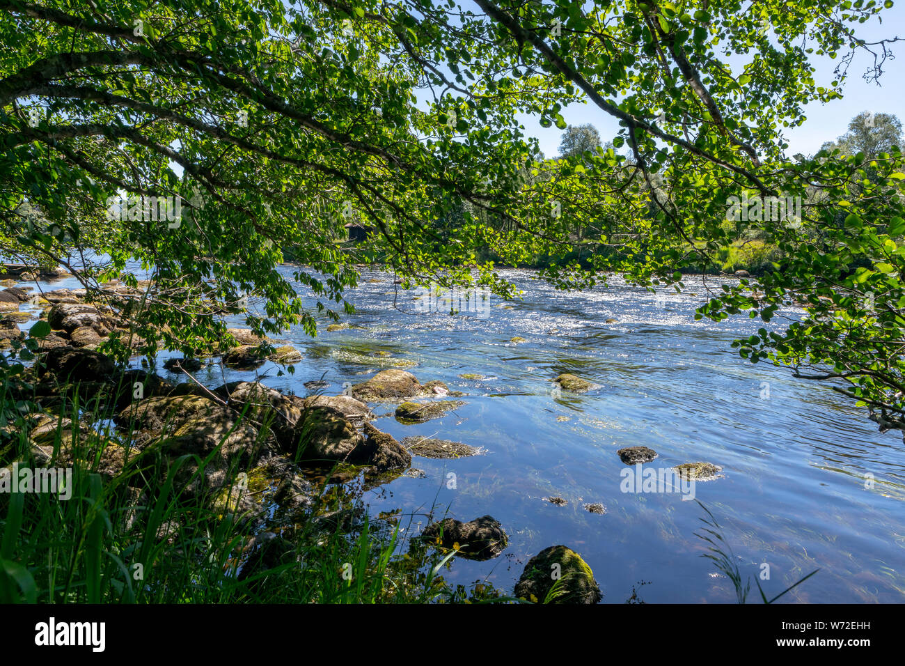 Am Ufer des Flusses Spey in Schottland mit einem Baum hängen im Wasser Stockfoto