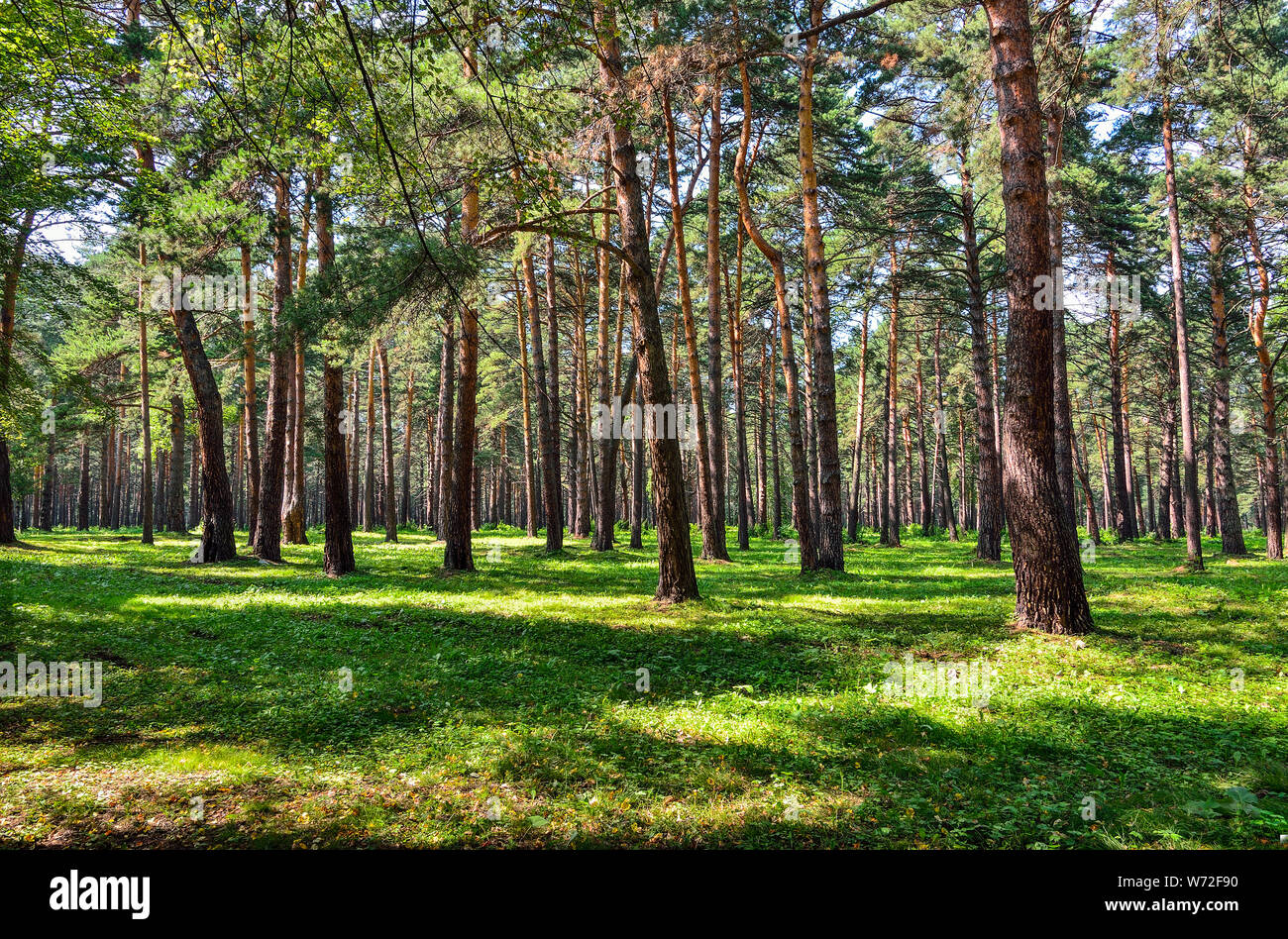 Pinienwald - schöne Sommer sonnige Landschaft. Hoch gerade Pinien Trunks, flauschige grüne Gras Teppich, frische, saubere, gesunde Luft. Frische und Stockfoto