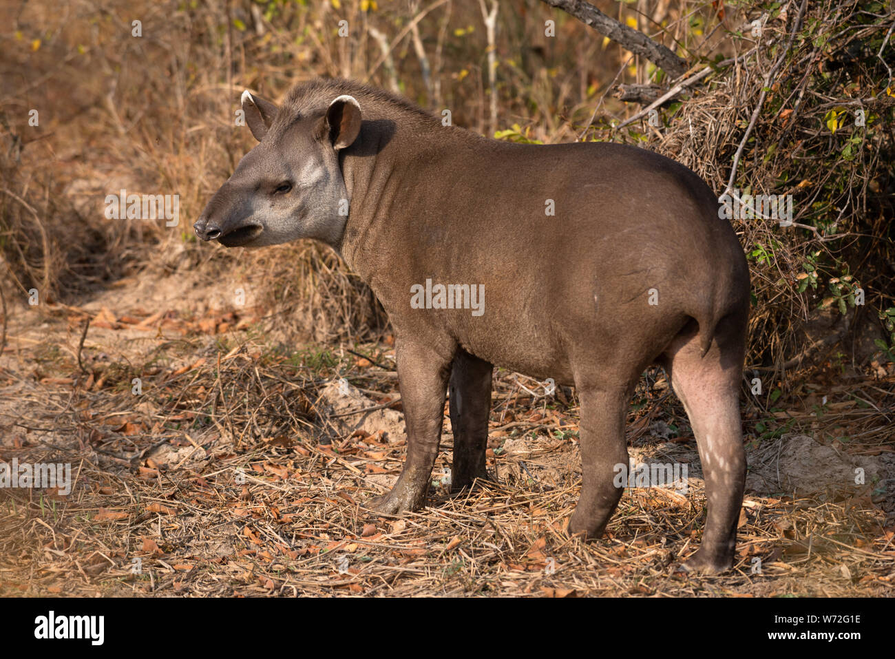 Ein brasilianischer Tapir aus Nord Pantanal, Brasilien Stockfoto