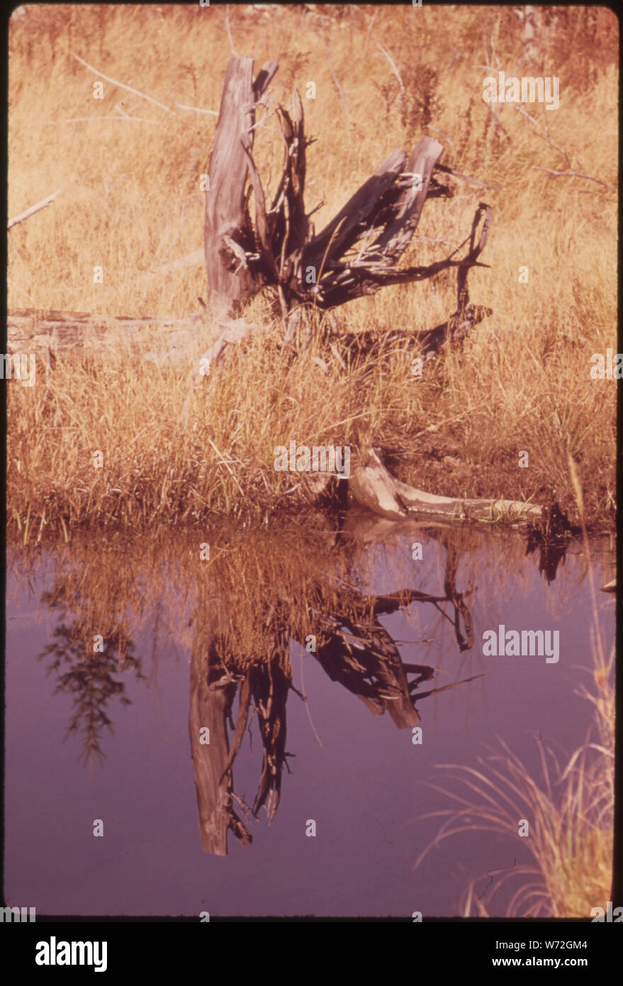 Große weiße Kiefer stumpf im Moor IN DER ADIRONDACK FOREST PRESERVE AM MOOSE RIVER PLAINS Stockfoto