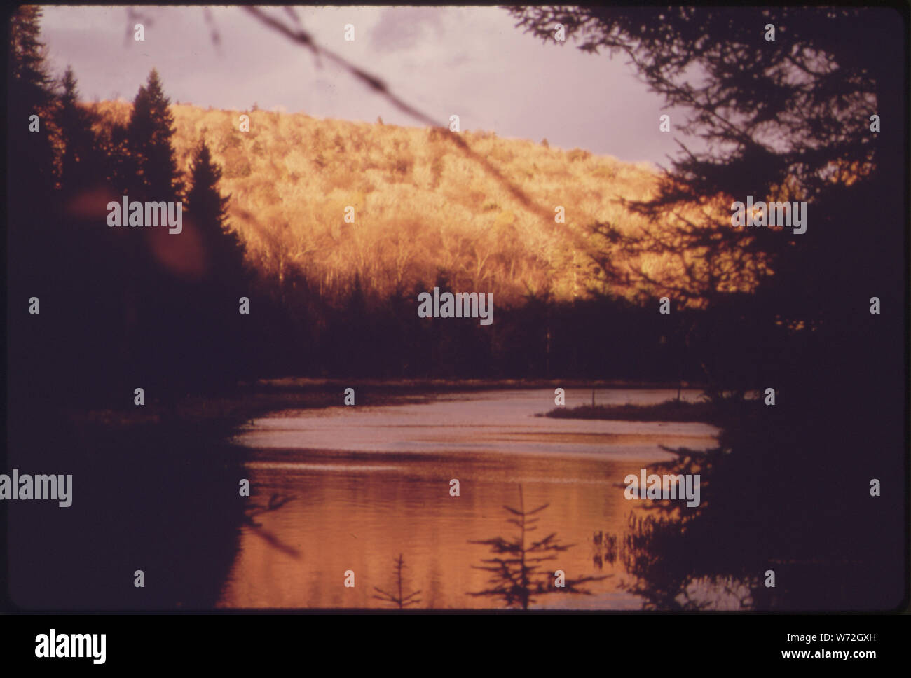 Ende Herbst SUNGLOW AUF EINEM BERG AN WENIG BIRKE TEICH IM ADIRONDACK FOREST PRESERVE Stockfoto