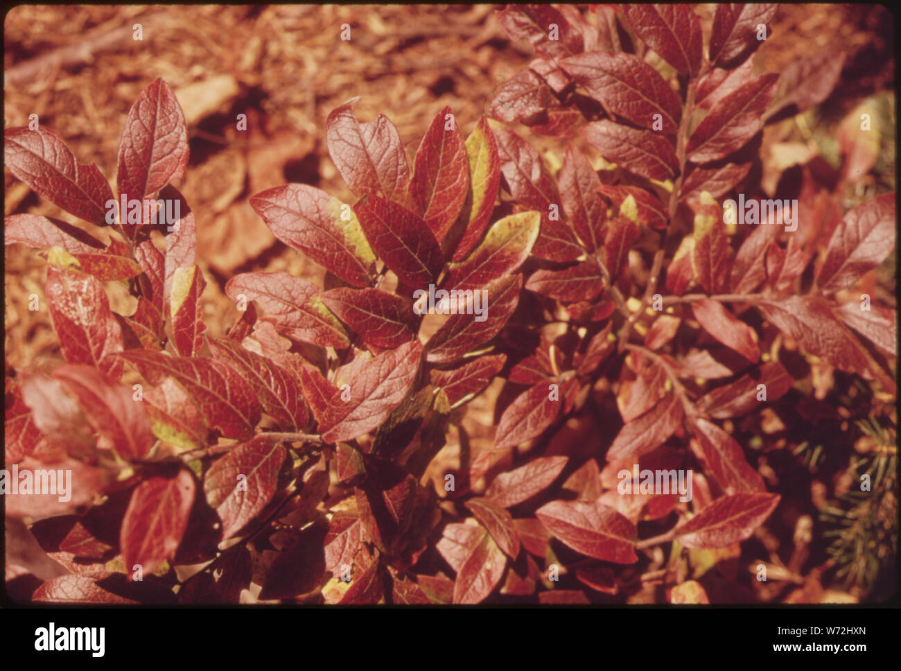 Niedrige CRANBERRY IN DEN ADIRONDACK FOREST PRESERVE Stockfoto