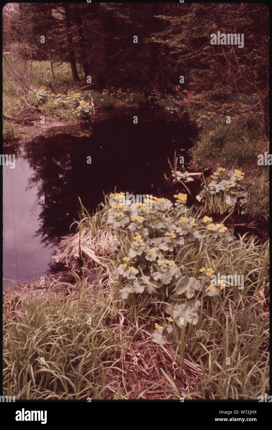 März RINGELBLUME (CALTHA PALUSTIIS), IN DER ADIRONDACK FOREST PRESERVE Stockfoto