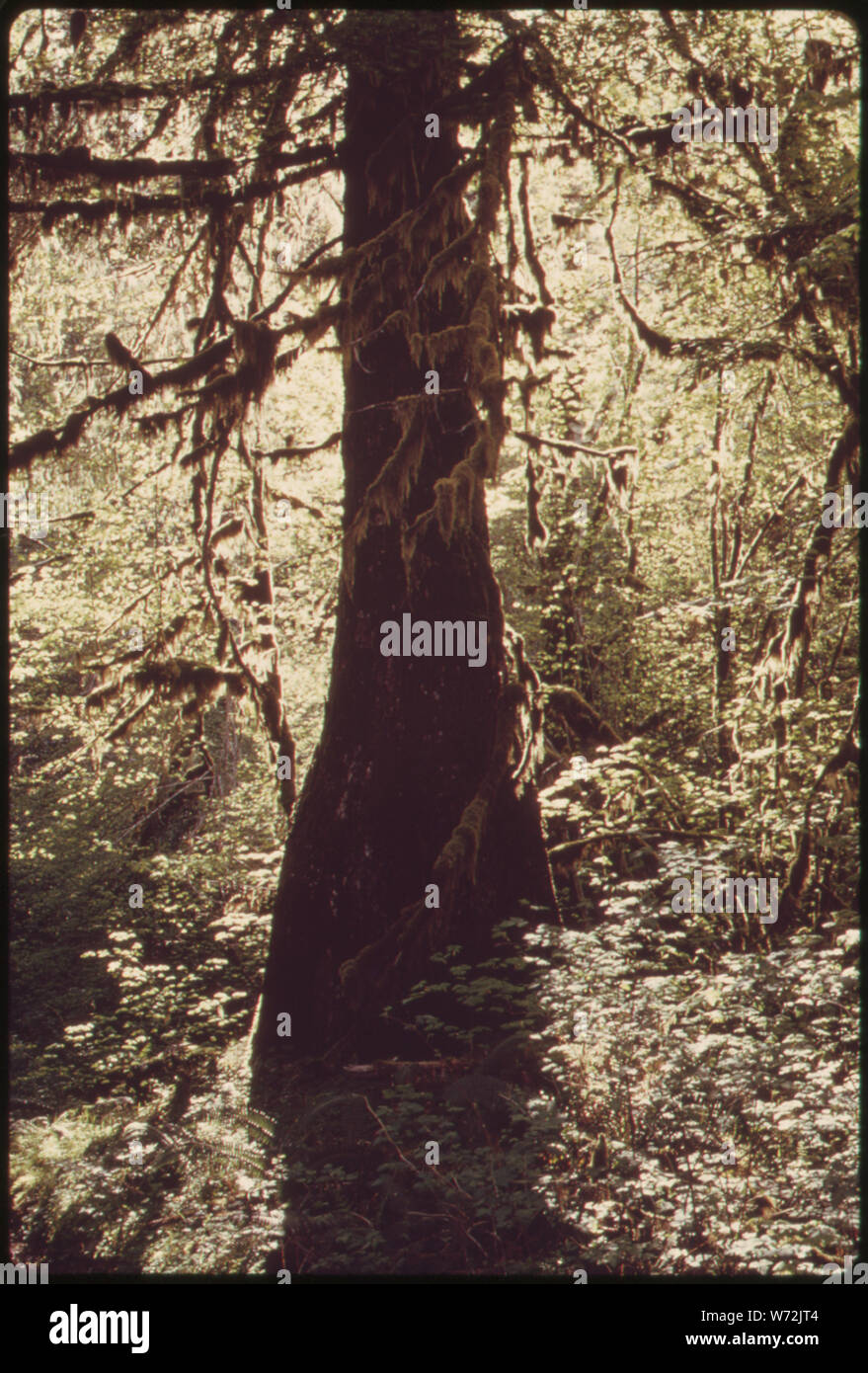 Reifen FICHTE IM QUEETS Korridor des Olympic National Park, Washington Stockfoto