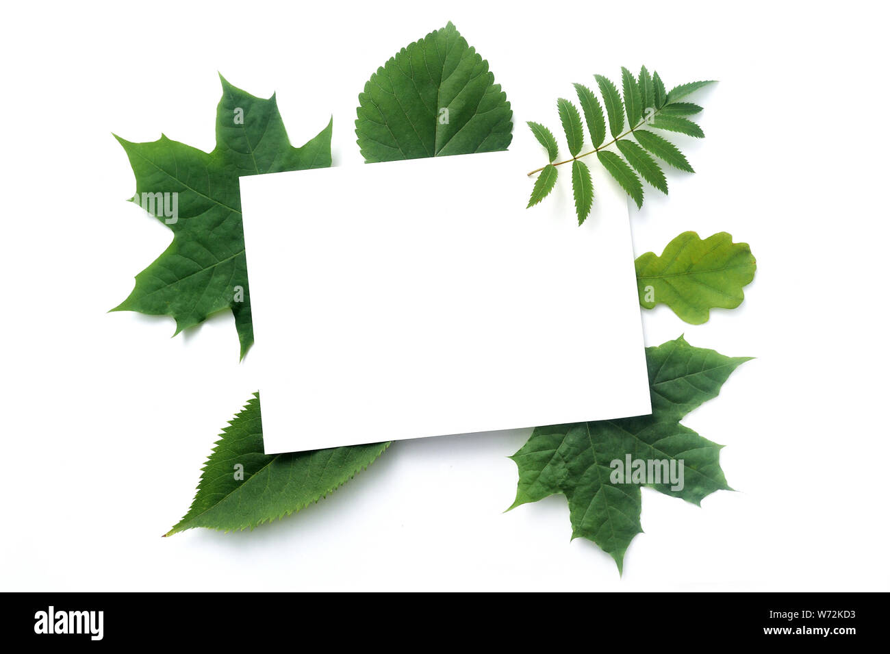 Herbstmockup grüne Blätter isoliert auf weißem Hintergrund. Draufsicht. Fall flach lag mit Kopie Spase Ihren Text Stockfoto