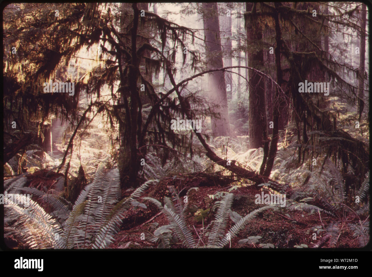 Moosigen WALDBODEN ABDECKUNG IN EINEN HÖHEPUNKT DOUGLASIE Wald im Olympic National Park, Washington Stockfoto