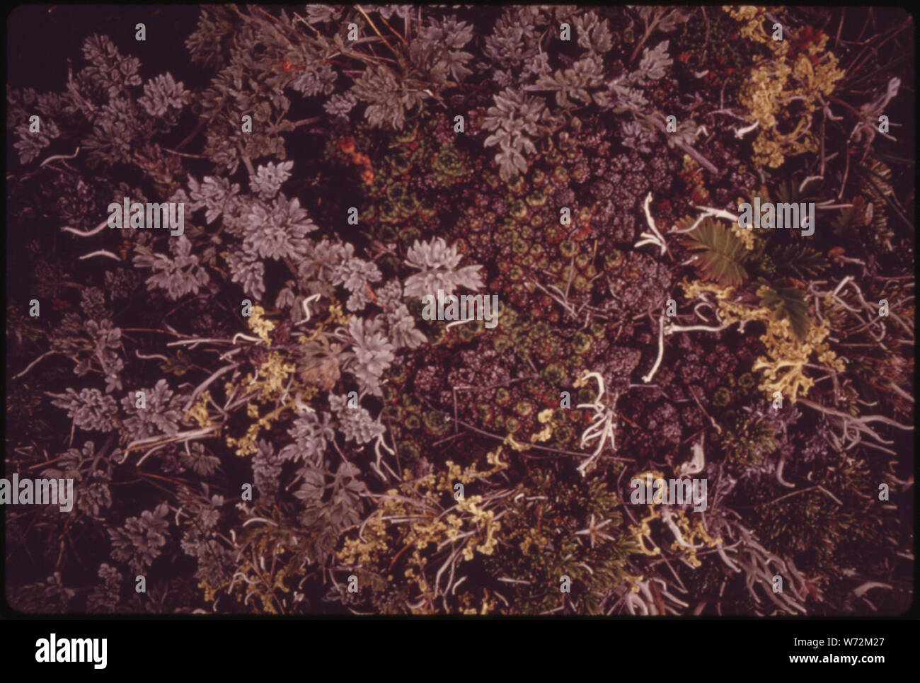 Moose, Flechten und verschiedene Masse bilden Pflanzen BODENDECKER IN SEICHTEN ALPINE Boden in der Nähe von Deer Park in Olympic National Park, Washington Stockfoto