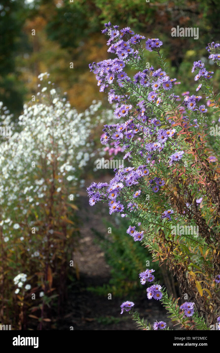 Blue aster im Herbst Garten Stockfoto