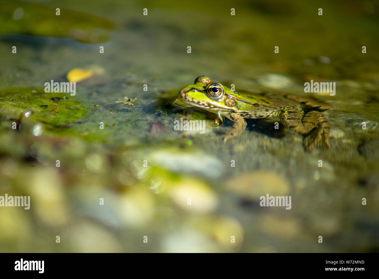 Teich Frosch Stockfotos und bilder Kaufen Alamy