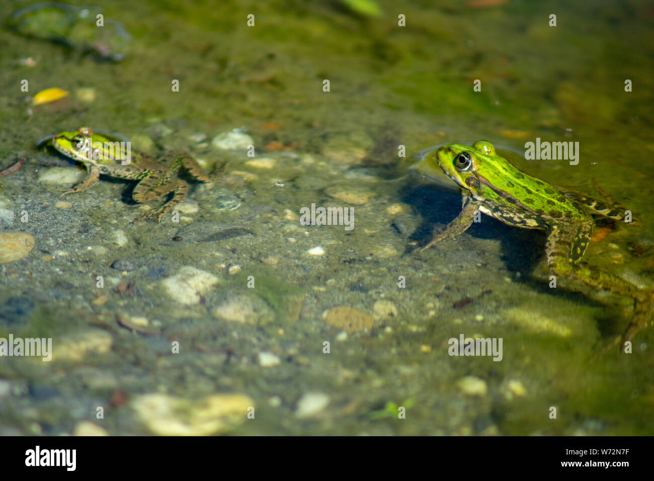 Teich Frosch Stockfotos und bilder Kaufen Alamy