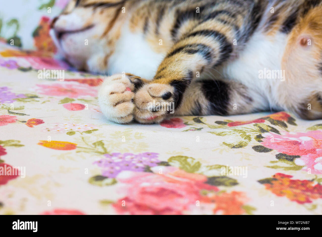 Schwangere schöne Katze mit bunten Pfoten. Die Katze liegt auf der Couch und schläft süß. Stockfoto