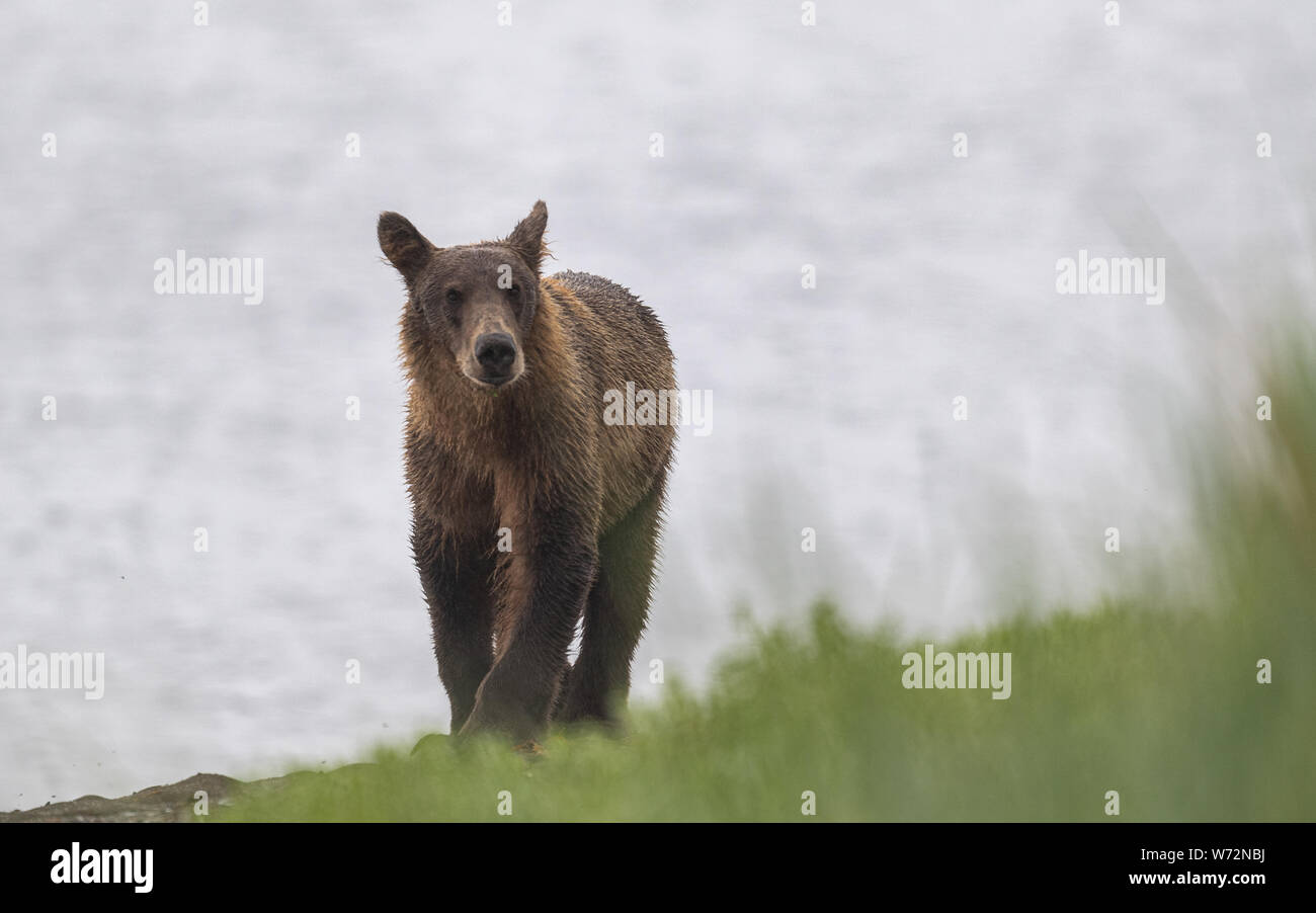 Junge männliche Braunbären zu Fuß entlang der Kante Gewässer" Stockfoto