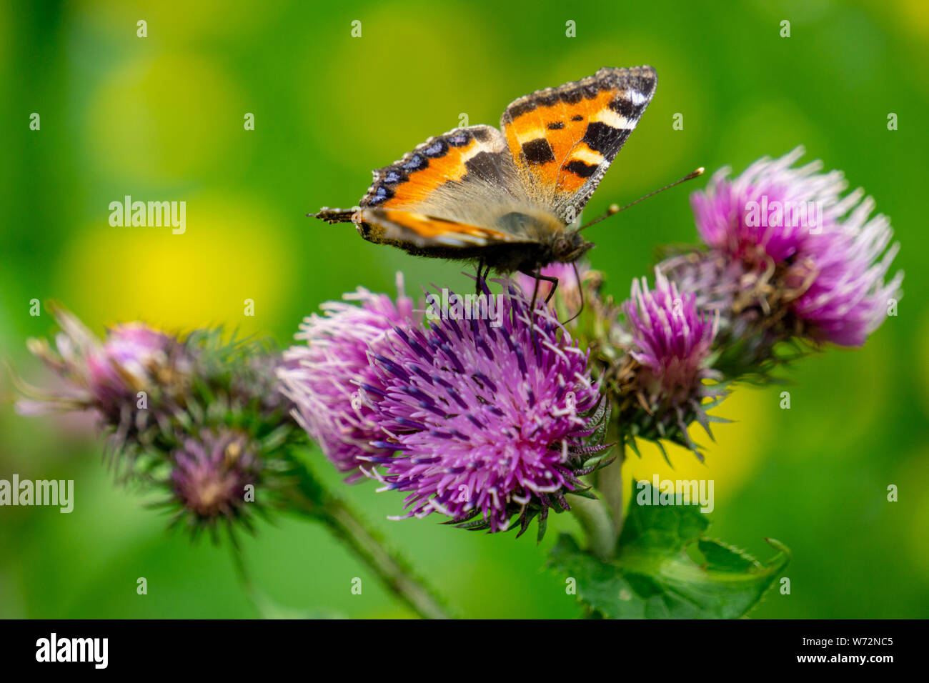 Schmetterling auf Distelblüte Stockfoto