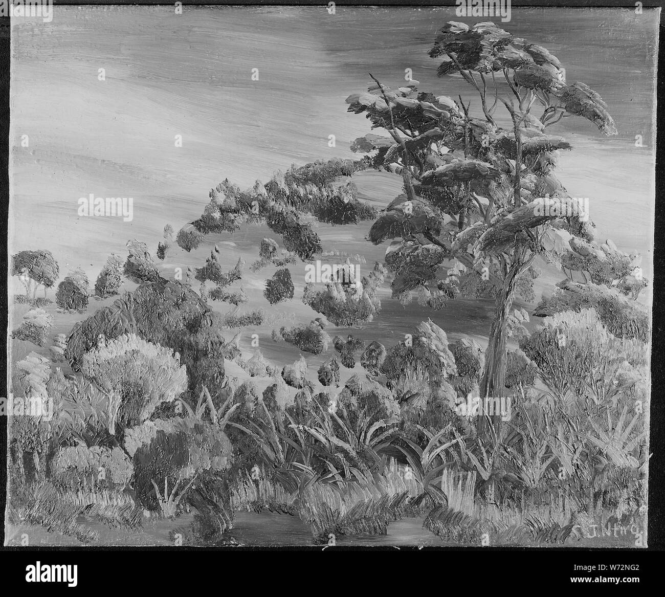 Mango Tree; Allgemeine Hinweise: Öl Stockfoto