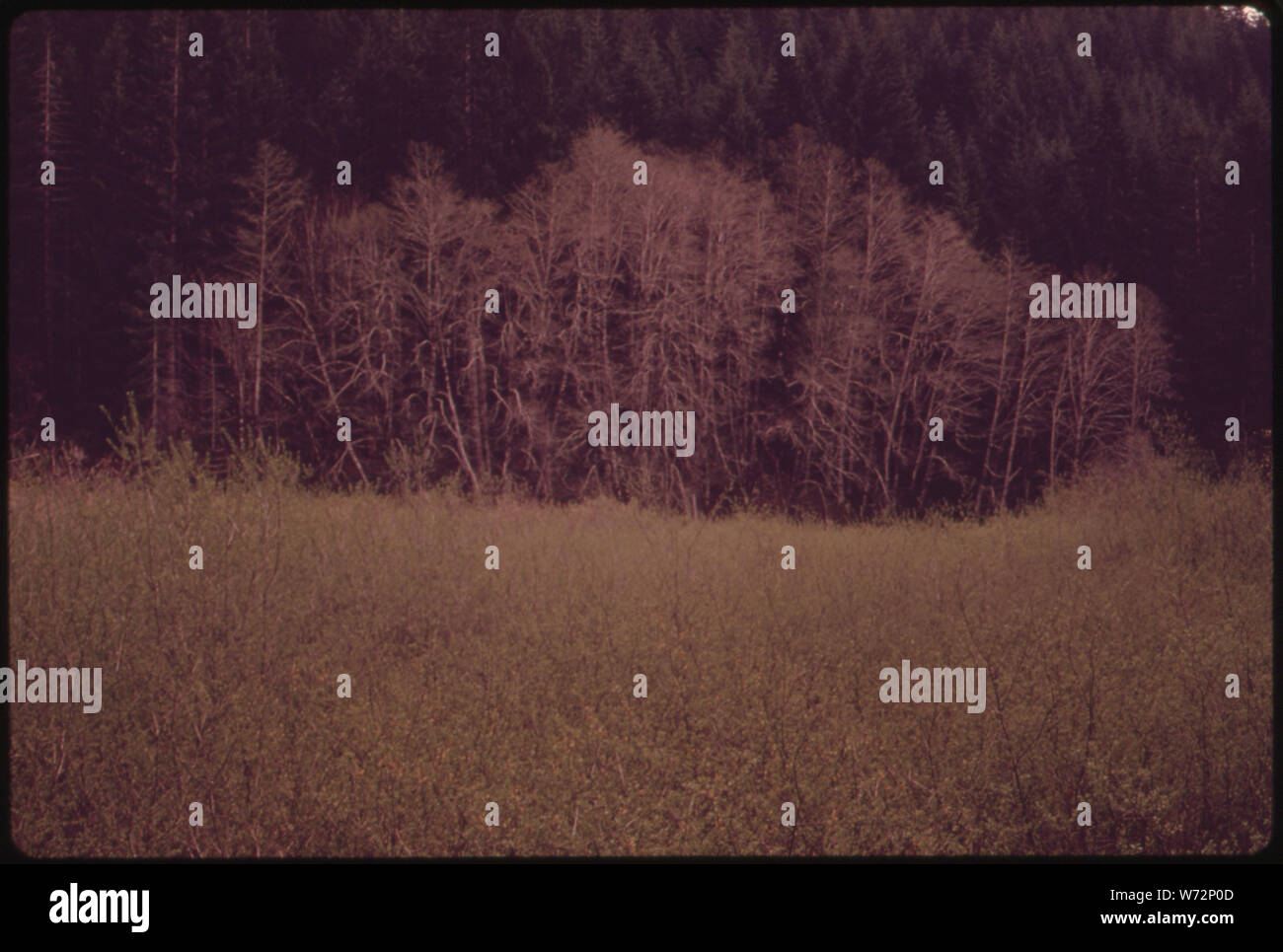 Natürliche Gruppierungen von Weiden, Erlen und Koniferen, VERURSACHT DURCH FEUCHTIGKEIT UND BODENARTEN IN DER SIMPSON NACHHALTIGEN ERTRAG DER OLYMPIC NATIONAL TIMBERLAND, Washington. In der Nähe des Olympic National Park Stockfoto